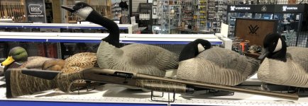 1A6607F0-4588-4EB4-B648-50DF7661E435_1_201_a.jpg 1A6607F0-4588-4EB4-B648-50DF7661E435_1_201_a.jpg